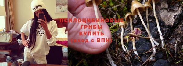 прущие грибы Снежногорск